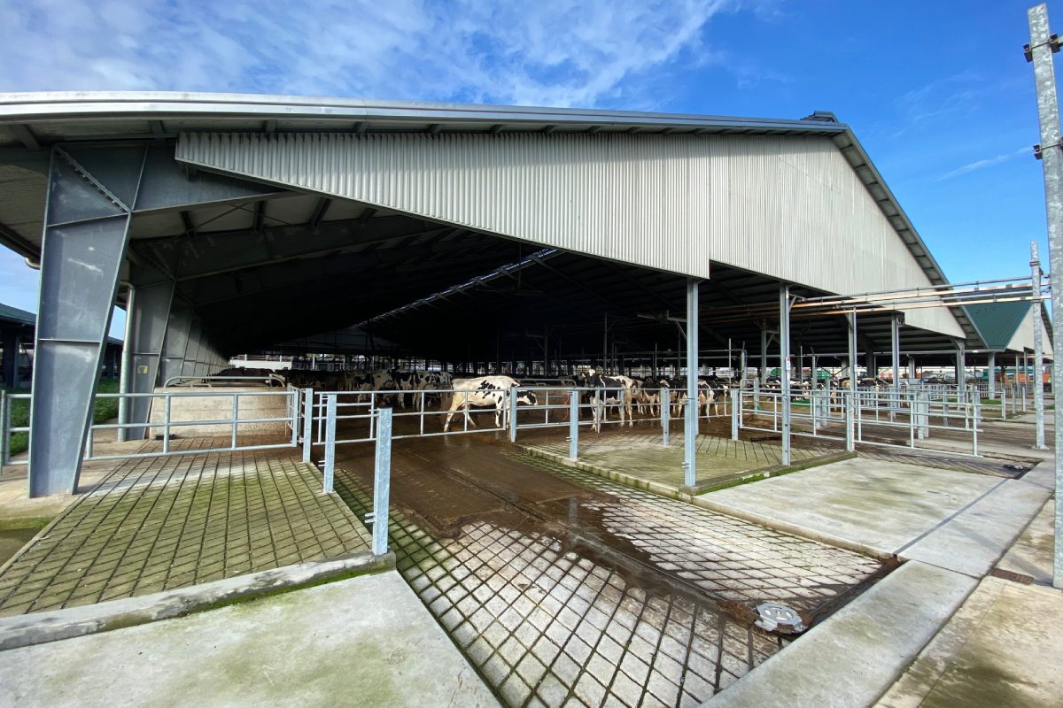 Una delle stalle dell'Azienda agricola Carioni